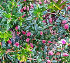 Boronia ledifolia