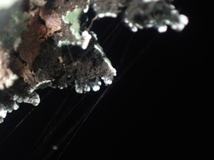 Heterodermia hypoleuca