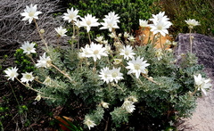 Actinotus helianthi