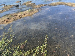 Ludwigia peploides glabrescens