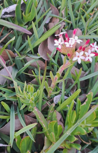Crassula fascicularis