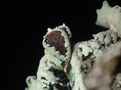 Heterodermia hypoleuca