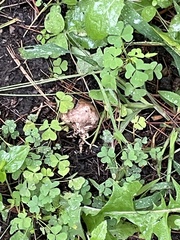 Scleroderma polyrhizum