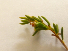 Erica axillaris