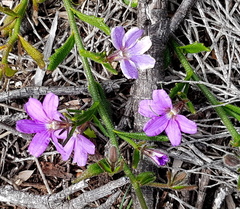 Scaevola ramosissima