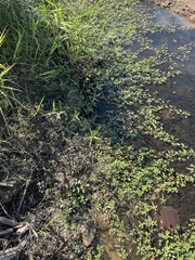 Ludwigia peploides glabrescens