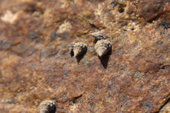 Nodilittorina pyramidalis