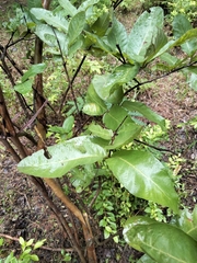 Ficus carica