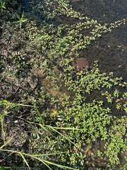 Ludwigia peploides glabrescens