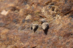 Nodilittorina pyramidalis