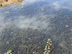 Ludwigia peploides glabrescens