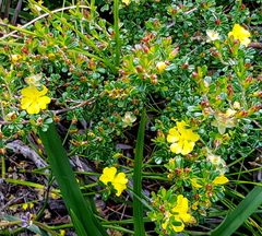 Hibbertia monogyna