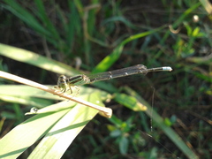 Paracercion v-nigrum