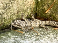 Mediodactylus danilewskii