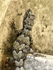 Mediodactylus danilewskii