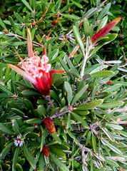 Lambertia formosa