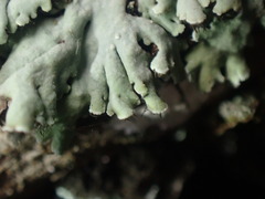 Heterodermia hypoleuca