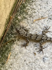 Mediodactylus danilewskii