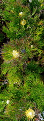 Isopogon anethifolius