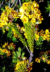 Dillwynia floribunda