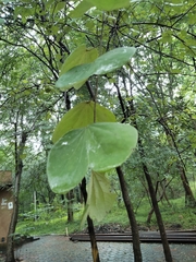Bauhinia purpurea