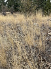 Pseudoroegneria spicata