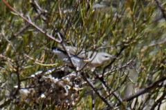 Conopophila whitei