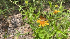 Riodinidae