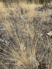 Pseudoroegneria spicata