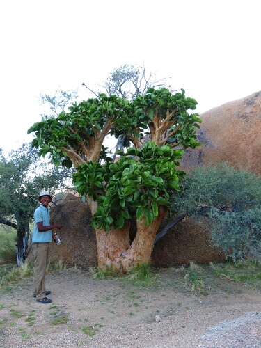 Cyphostemma currorii