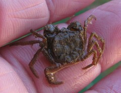 Amarinus lacustris
