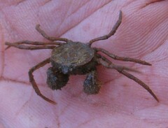 Amarinus lacustris