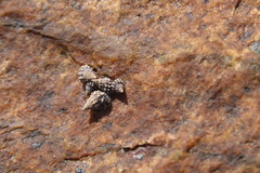 Nodilittorina pyramidalis