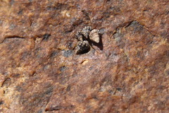 Nodilittorina pyramidalis