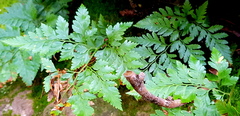 Davallia solida