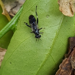 Exaireta spinigera