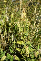 Stachys pycnantha