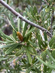 Lambertia formosa