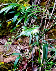 Geitonoplesium cymosum