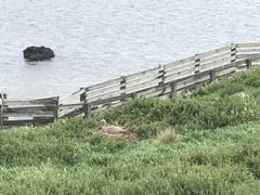 Cereopsis novaehollandiae