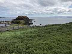 Cereopsis novaehollandiae