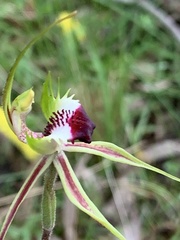 Caladenia atrovespa