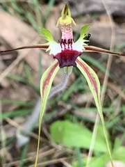 Caladenia atrovespa