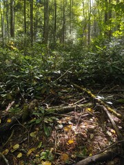 Tremellodendron cladonia