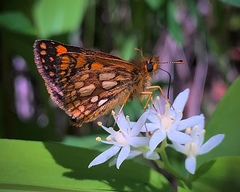 Carterocephalus skada