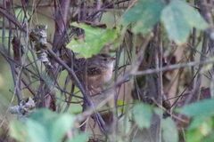 Cistothorus stellaris