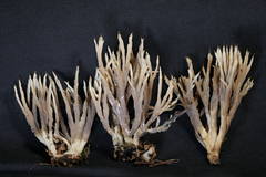 Tremellodendron cladonia