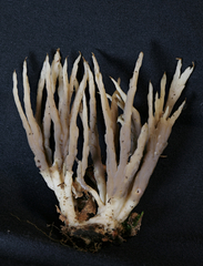 Tremellodendron cladonia