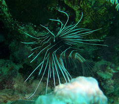 Pterois cincta