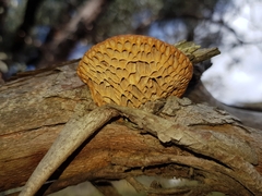 Hexagonia vesparia